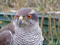 The Cumberland Bird of Prey Centre.